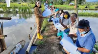 Setelah tertunda karena pandemi Covid-19, kegiatan Sekolah Lapang proyek IPDMIP Kementan mulai dilaksanakan di Kabupaten Minahasa Selatan (Minsel), Sulawesi Utara, Rabu (26/8/2020). (Ist)