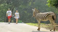 Peserta Safari Run 2016 Melintasi Zebra (Foto: Safari Prigen)