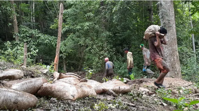 Potret Buruh Kijang Pengangkut Stok Emas di Gorontalo