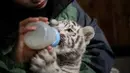 Petugas memberikan makan bayi harimau benggala putih yang diperkenalkan ke publik di Yunnan Wildlife Zoo, China, 12 Oktober 2018. Tiga bulan lalu, harimau benggala putih di bonbin itu melahirkan tiga anak kembar lucu bermata biru. (FRED DUFOUR / AFP)