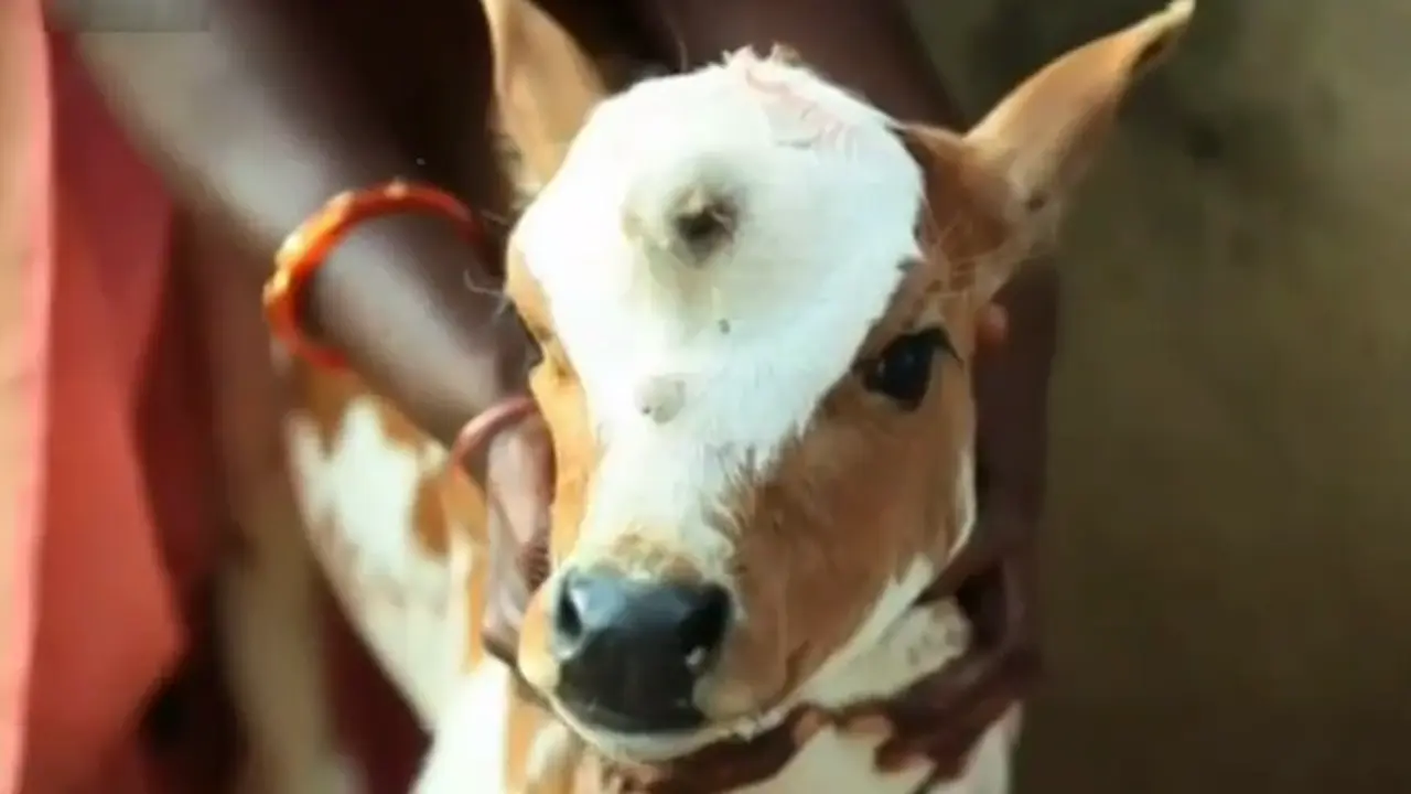 Sapi Bermata Tiga Jadi Dewa Ramai di YouTube