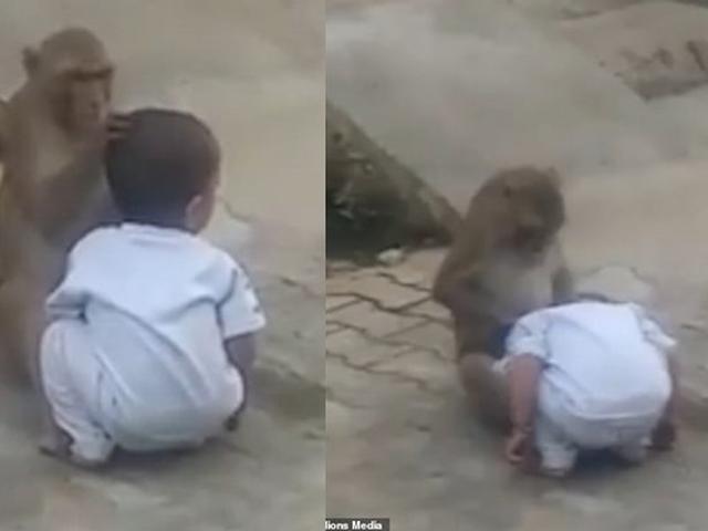 Dikira Anaknya Monyet Liar Ini Culik Bocah 2 Tahun Dan Tak Mau Dipisahkan Hot Liputan6 Com