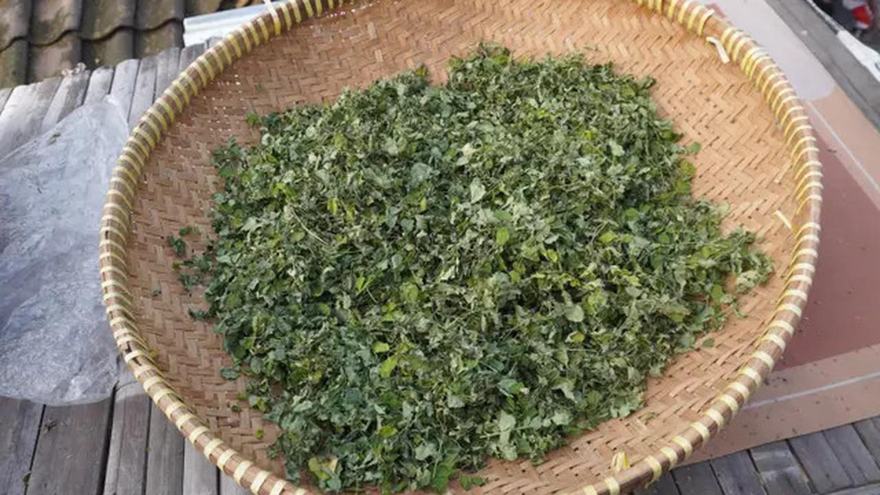 Manfaat Air Rebusan Daun Herbal, Cara Alami Turunkan Kolesterol Tinggi yang Perlu Anda Ketahui
