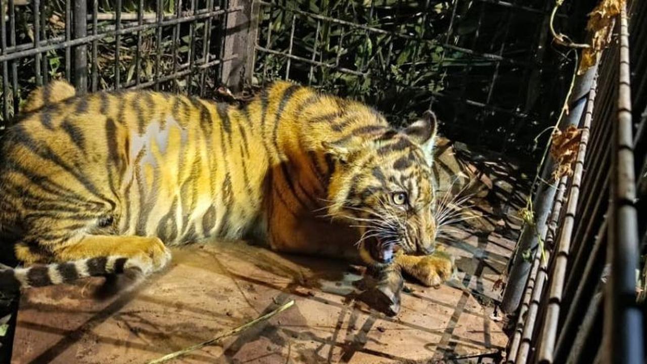 Harimau Sumatera Muda Berhasil Ditangkap di Riau, BBKSDA Ungkap Kondisinya