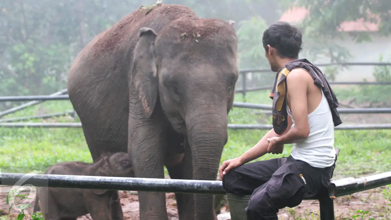 20161011-Bayi-Gajah-Lahir-Waykambas-F4