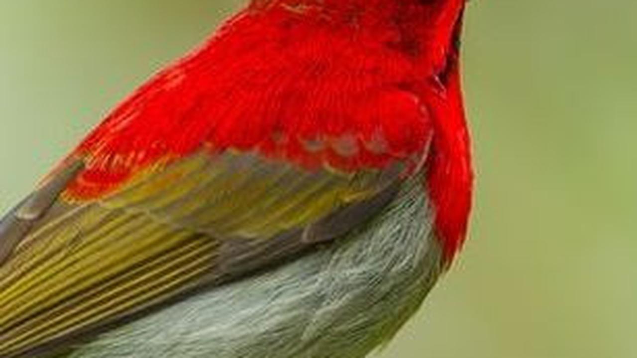 29. Burung Matahari Merah