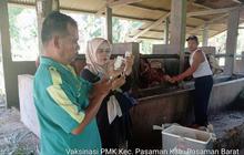 Fakta Unik: Lebih dari 2.900 Sapi di Pasaman Barat Telah Divaksin PMK, Nol Kasus Terkini!