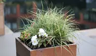 6 Jenis Rumput Hias Cocok Ditanam dalam Pot, Percantik Teras hingga Balkon