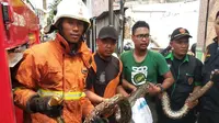 11 Panduan Lengkap Memeriksa Setiap Sudut Rumah untuk Menemukan Sarang Ular, Ini Tandanya