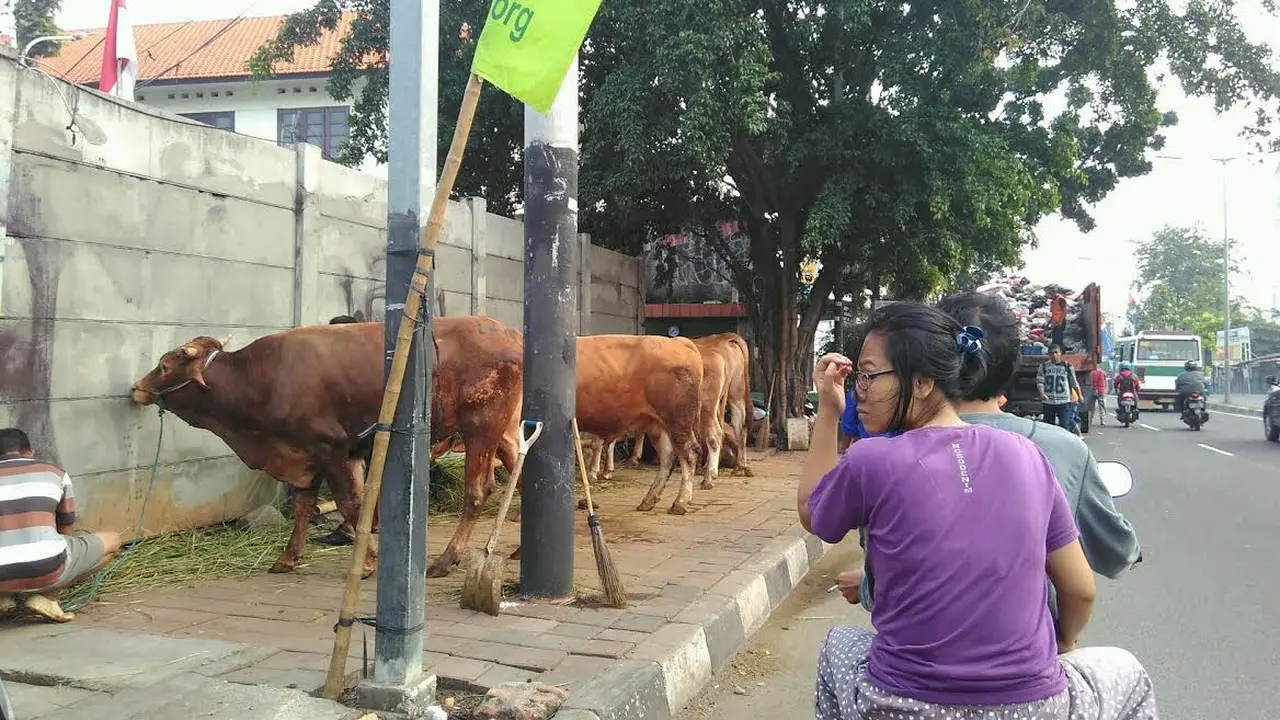 Hewan Kurban CFD