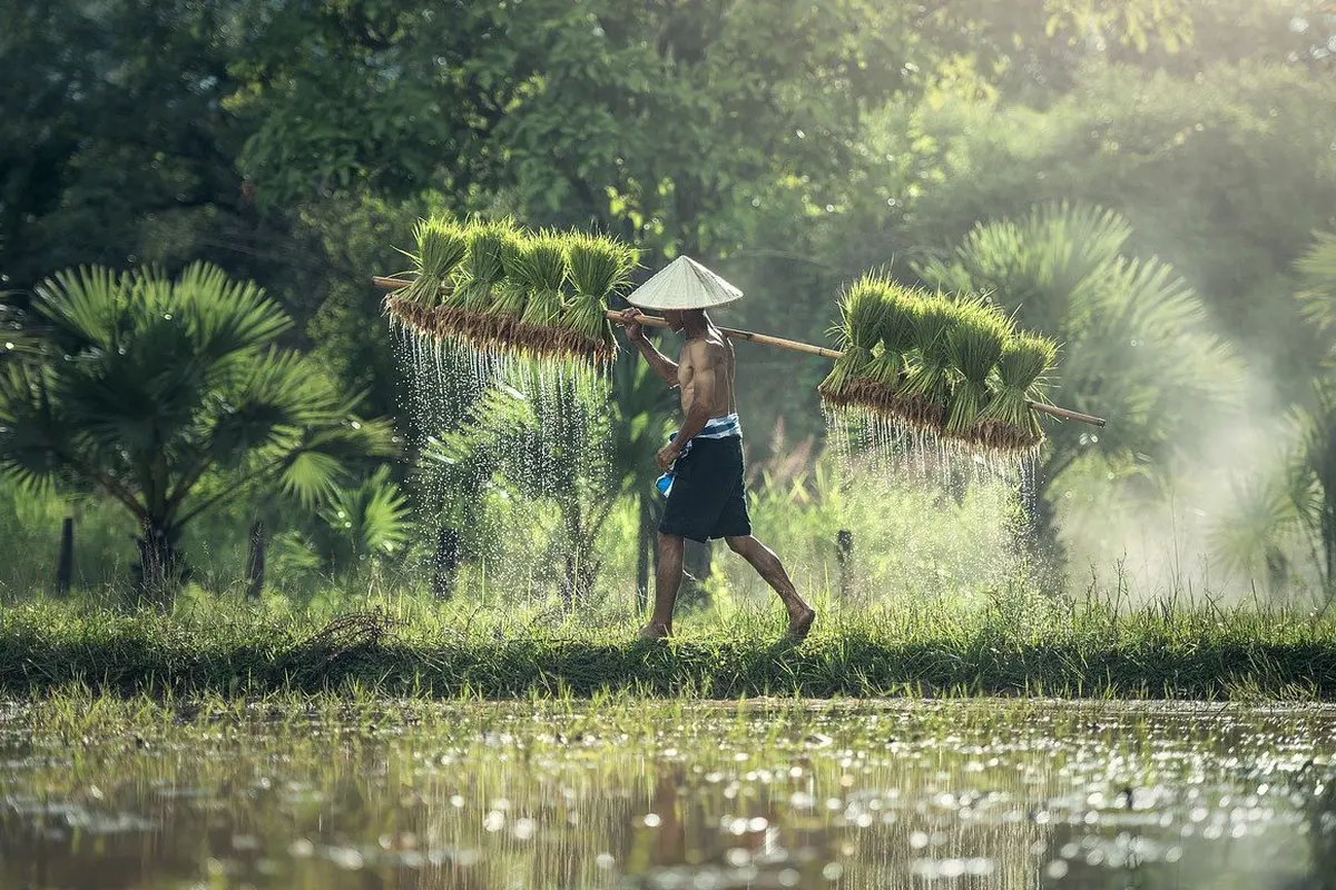 Ilustrasi petani