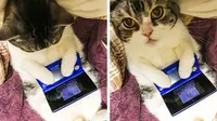 Kucing bermain video game (Sumber: Twitter/bu_ri_co)