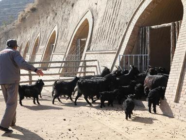 Staf menggiring kambing ke dalam kandang di peternakan milik koperasi pembiakan kambing hitam di Desa Wangwan, wilayah Zhenyuan di Provinsi Gansu, China, 21 Januari 2021. Wilayah Zhenyuan mengubah gua tempat tinggal yang ditelantarkan menjadi kandang kambing beberapa tahun terakhir. (Xinhua/Ma Sha)