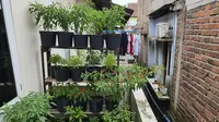 7 Ide Kebun Cabai Mini di Rumah Tanpa Halaman, Solusi Bertanam di Lahan Terbatas