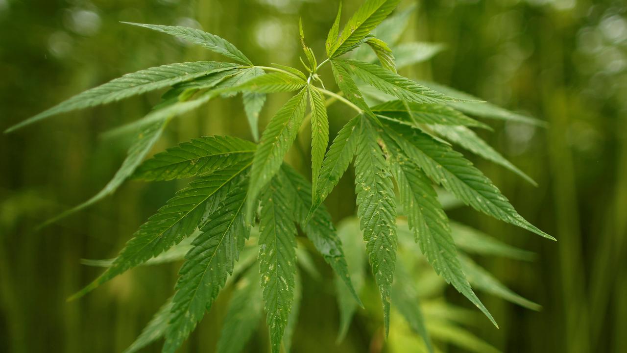 20160708-Astaga, Negara Ini Punya Ladang Ganja Terbesar yang Subur-Jepang