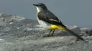 Sebuah wagtail abu-abu digambarkan di Danau Taudaha di pinggiran Kathmandu (18/1/2021). Sekitar 40 spesies burung telah tercatat, 17 diantaranya adalah penghuni, 2 adalah migran musim panas dan sisanya adalah migran musim dingin. (AFP/Prakashh Mathema)