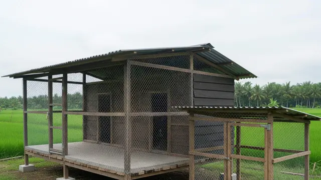 Cara Praktis Melindungi Ternak Ayam dari Serangan Predator