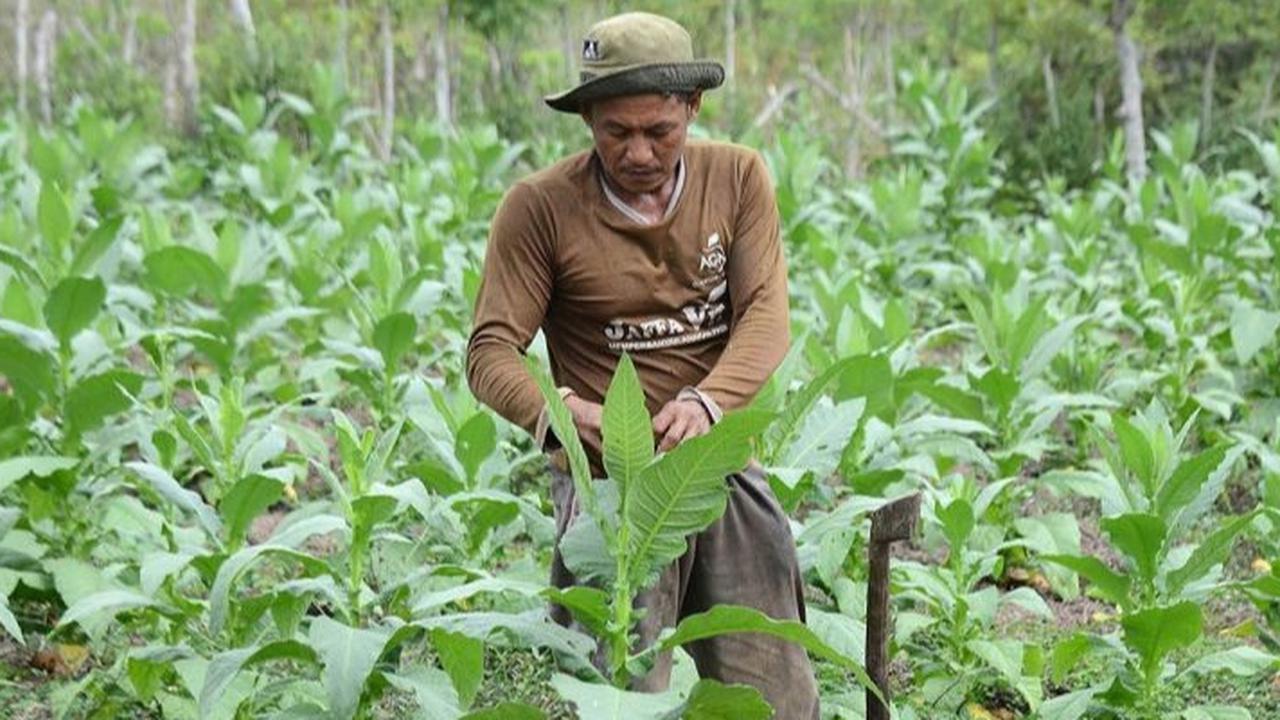 Demi Kesejahteraan Petani Tembakau, HKTI Minta Revisi Aturan Kemasan Rokok Tanpa Merek