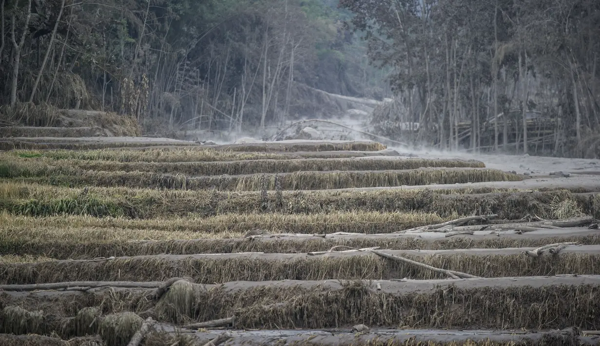 Lahan pertanian yang tertutu debu terdampak erupsi Gunung Semeru di Lumajang, Provinsi Jawa Timur (3/12/2020). Hingga Selasa siang, status Gunung Semeru masih waspada di level 2. (AFP/Juni Kriswanto)