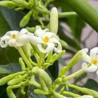 Ilustrasi bunga pepaya | Pixabay