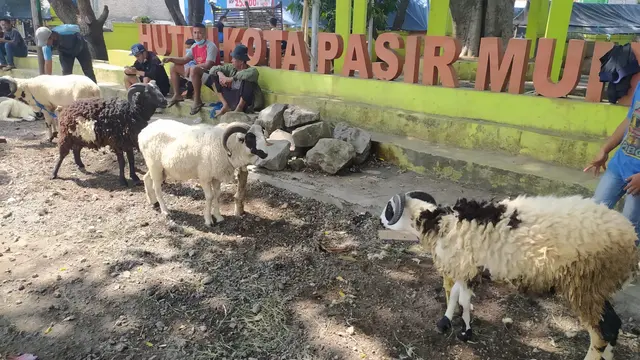 Para pedagang domba Garut musiman tengah menjajakan hewan kurbannya yang akan digunakan dalam pelaksanaan idul adha 1442 tahun ini.