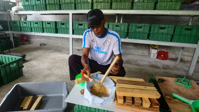 Sejumlah Korban PHK di Depok Kelola Budidaya Maggot