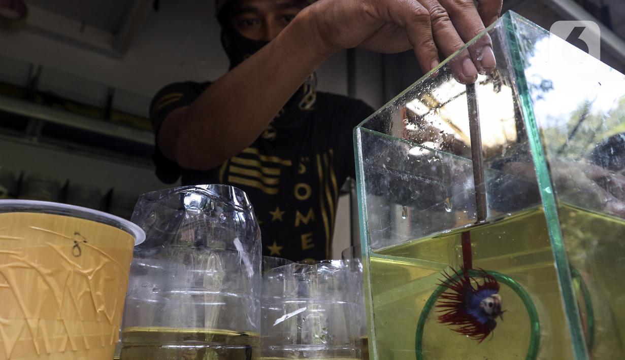 Pekerja memilah ikan cupang hias saat melakukan perawatan di Galeri Simprug Betta Fish, Jakarta, Jumat (7/8/2020). Ikan cupang hias yang dipasarkan melalui platform digital tersebut bahkan belum bisa memenuhi permintaan pasar ekspor untuk Asia dan Eropa. (Liputan6.com/Johan Tallo)
