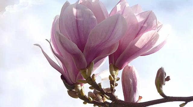 Kantil (Magnolia x alba)