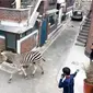 Zebra yang melarikan diri berlari di gang belakang di Seoul pada 23 Maret 2023. (Stasiun Pemadam Kebakaran Gwangjin)