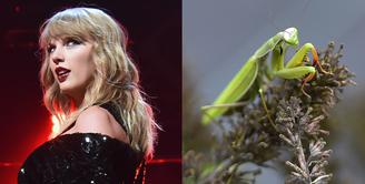 Taylor Swift pernah bekerja sebagai penangkap belalang. Ia bekerja di perkebunan jadi rumah pembelinya tak terkena belalang saat membeli tumbuhan dari tokonya. (Getty Images-Cosmopolitan)