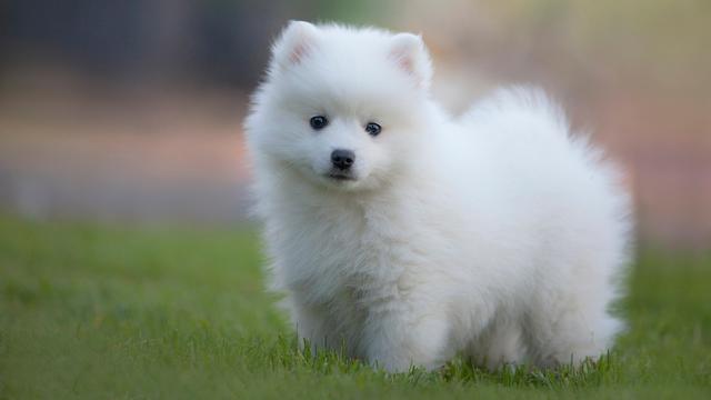 Japanese Spitz