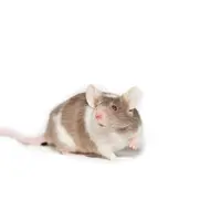 Ilustrasi mimpi tikus/Copyright unsplash.com/Kanashi