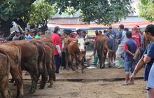 Permintaan Sapi Kurban Ponorogo Melonjak Jelang Idul Adha, Harga Ikut Meroket