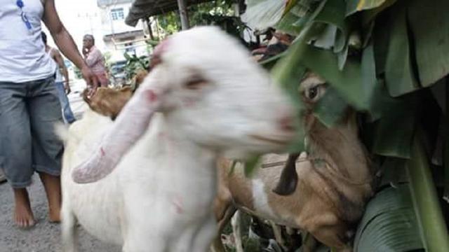 Pencuri ternak di Sulsel ternyata pamali curi kambing (Liputan6.com/ Eka Hakim)