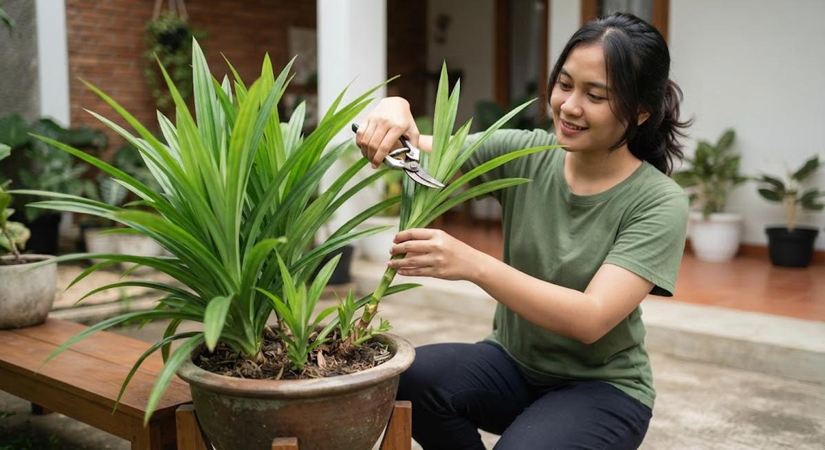 Cara Memangkas Tanaman Pandan