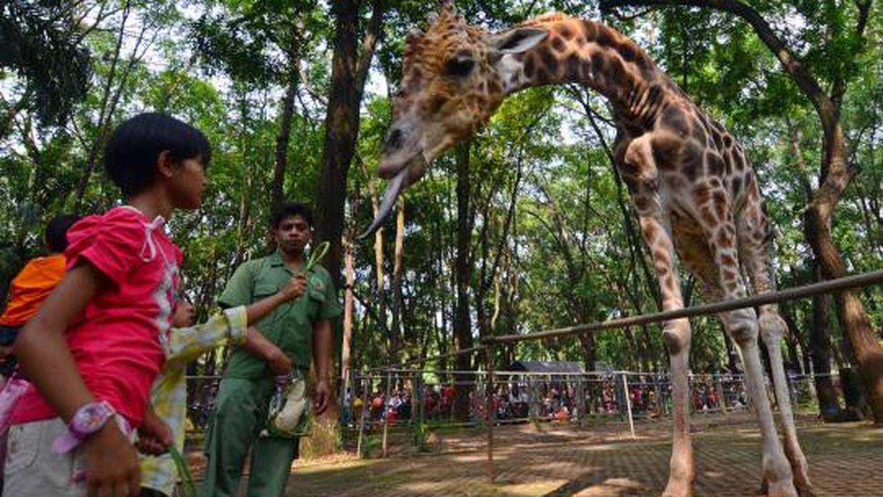 KTP DKI, Gratis masuk Ragunan 