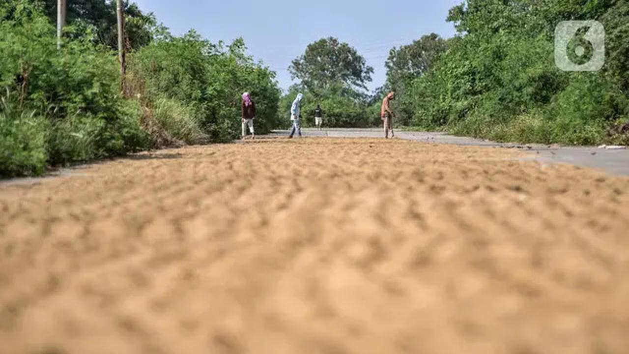 Pimpinan Bulog Dirombak, Apa Dampaknya ke Petani?