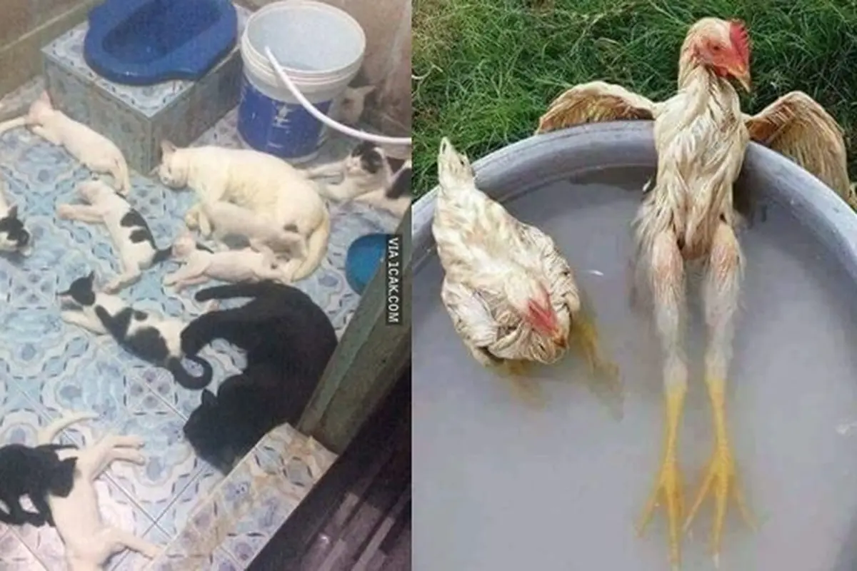 6 Reaksi Natural Hewan saat Merasa Kepanasan Ini Bikin Geleng-Geleng