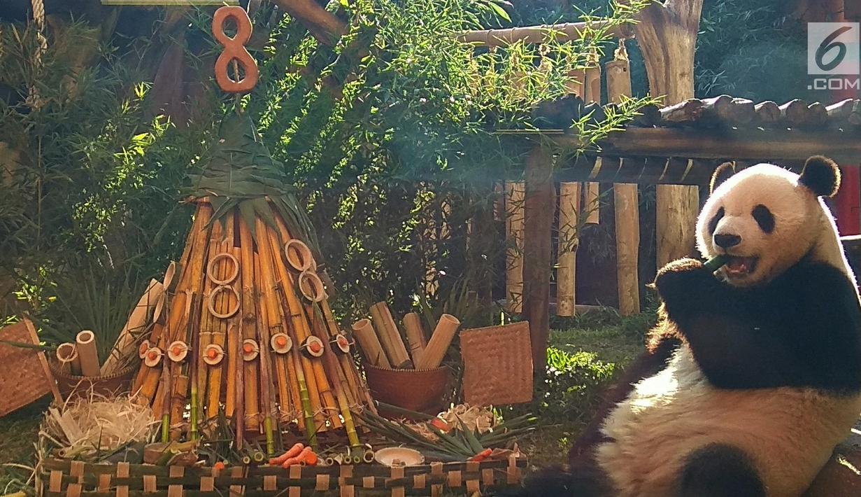 Panda Cai Tao keluar dari ruangan menuju tumpeng sebagai hadiah ulang tahunnya ke-8 dari pengelola Taman Safari Indonesia di Cisarua, Bogor, Jawa Barat, Sabtu (4/8/2018) sore. (Liputan6.com/Achmad Sudarno)
