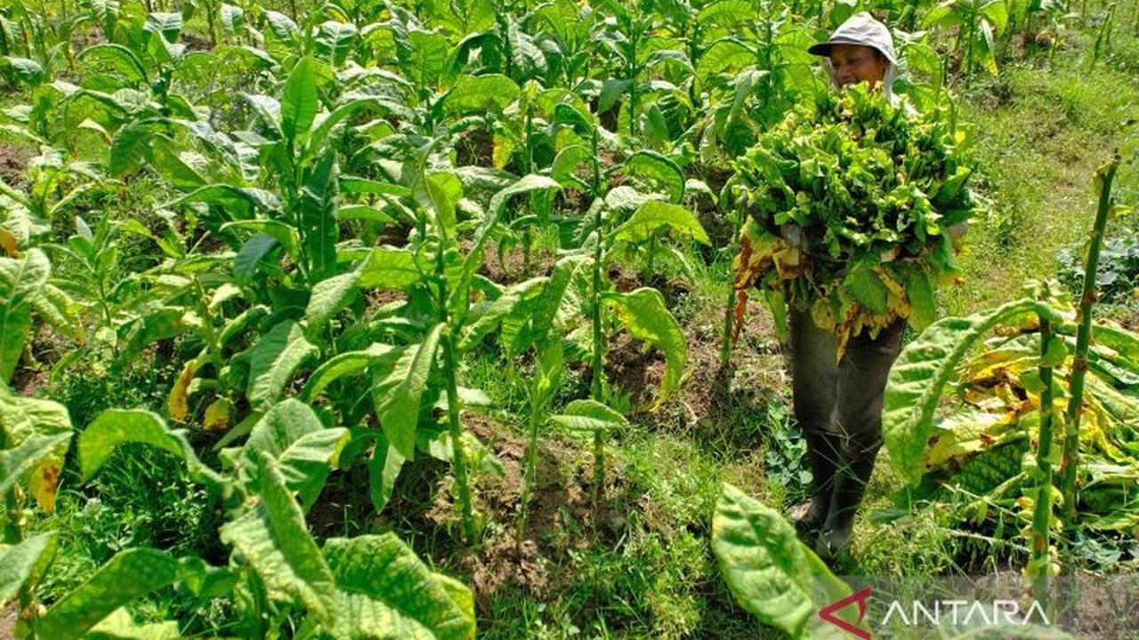 DKPPP Temanggung Imbau Petani untuk Tanam Tembakau Lebih Awal Demi Kualitas Optimal