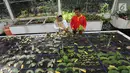 Peneliti tanaman Begonia Hartutiningsih melakukan proses adaptasi Begonia di Kebun Raya, Bogor, Senin (25/2). Kebun Raya Bogor telah mengkoleksi 134 jenis Begonia yang diperoleh dari hasil ekplorasi hutan di Indonesia. (Merdeka.com/Arie Basuki)