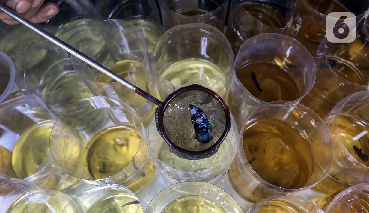 Pekerja memilah ikan cupang hias saat melakukan perawatan di Galeri Simprug Betta Fish, Jakarta, Jumat (7/8/2020). Ikan cupang hias di sini dijual dengan harga Rp 50 ribu hingga Rp 3,5 juta per ekor. (Liputan6.com/Johan Tallo)