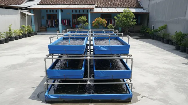 Cara Budidaya Lele di Halaman Full Cor