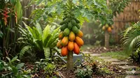 Cara Membuat Pohon Pepaya Pendek dan Berbuah Lebat, Cocok untuk Pekarangan Sempit