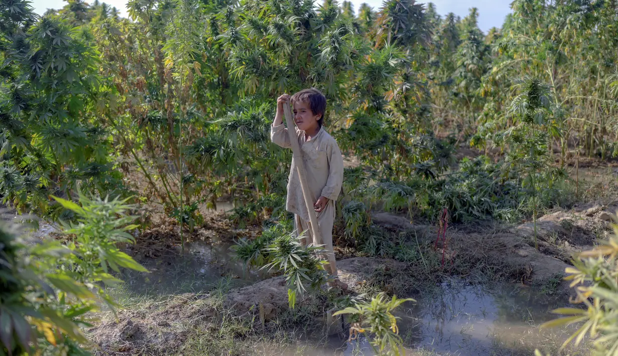 Seorang anak bekerja di ladang ganja pinggiran Kandahar, Afghanistan, 28 Oktober 2021. Taliban bersumpah akan menindak perdagangan obat-obatan terlarang yang sebagian besar memicu pemberontakan mereka yang berhasil. (BULENT KILIC/AFP)