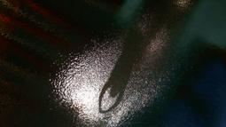 Siluet peloncat indah Australia, James Connor, saat tampil di nomor papan 3m putra loncat indah Kejuaraan Dunia Akuatik 2015 di Kazan, Rusia. (31/7/2015). (Reuters/Stefan Wermuth)