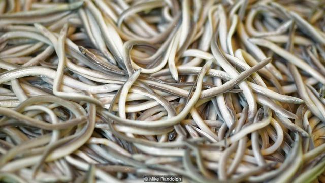 Legend has it that angulas were once so unappreciated that they were fed to chickens and pigs (Credit: Mike Randolph)