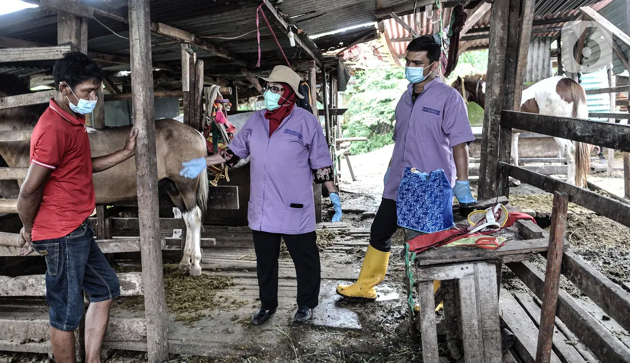 Petugas Sudin KPKP Jakarta Timur memberikan edukasi kepada peternak kuda delman saat pemeriksaan kesehatan di kawasan Pengarengan, Cakung, Jakarta, Kamis (25/2/2021). Kuda delman diberi multivitamin, obat cacing, dan pengobatan lainnya. (merdeka.com/Iqbal S. Nugroho)