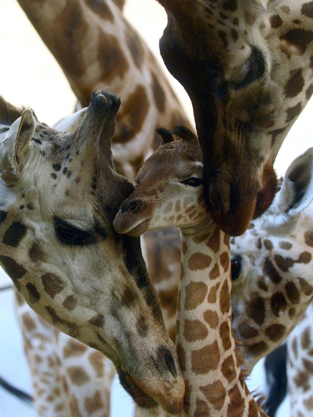 Bayi Jerapah di Kebun Binatang Praha