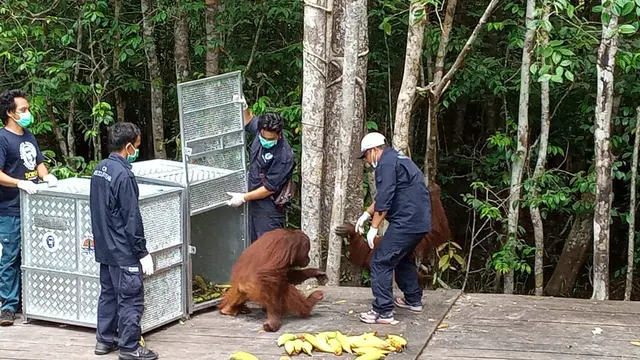 Pelepasliaran Orangutan di Tengah Pandemi Corona Covid-19